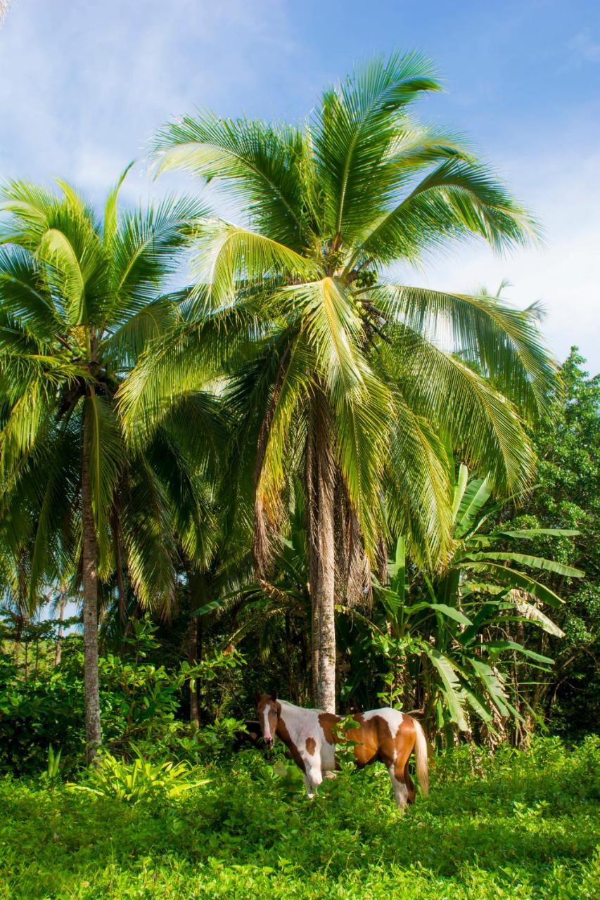 Hotel Sunshine Caribe Puerto Viejo de Talamanca 外观 照片